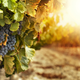 Image for article titled How a Total Accident Saved the French Wine Industry